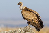 Griffon Vulture (Gyps fulvus), Extremadura, Spain