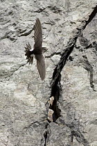 White-throated Swift (Aeronautes saxatalis), British Columbia, Canada