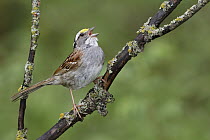 White-throated Sparrow (Zonotrichia albicollis) singing, Manitoba, Canada