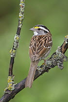 White-throated Sparrow (Zonotrichia albicollis), Manitoba, Canada
