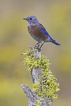 Western Bluebird (Sialia mexicana), Oregon