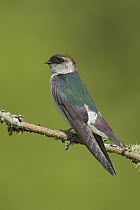 Violet-green Swallow (Tachycineta thalassina) juvenile, British Columbia, Canada
