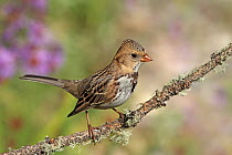 Harris's Sparrow (Zonotrichia querula), Saskatchewan, Canada