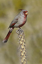Pyrrhuloxia (Cardinalis sinuatus), New Mexico