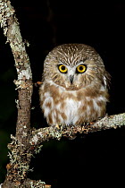 Northern Saw-whet Owl (Aegolius acadicus), British Columbia, Canada