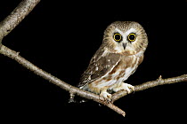 Northern Saw-whet Owl (Aegolius acadicus), British Columbia, Canada