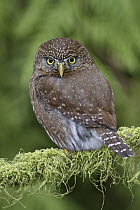 Mountain Pygmy-Owl (Glaucidium gnoma), British Columbia, Canada
