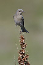 Mountain Bluebird (Sialia currucoides) carrying insect prey, Alberta, Canada