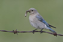 Mountain Bluebird (Sialia currucoides) female carrying insect prey, Alberta, Canada