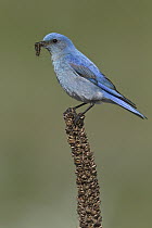 Mountain Bluebird (Sialia currucoides) carrying insect prey, Alberta, Canada
