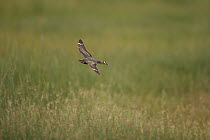 Lesser Nighthawk (Chordeiles acutipennis) flying, Inyo County, California