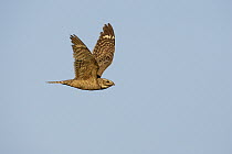 Lesser Nighthawk (Chordeiles acutipennis) flying, Kern County, California
