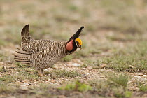 Lesser Prairie Chicken (Tympanuchus pallidicinctus) male, Roosevelt County, New Mexico