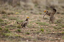 Lesser Prairie Chicken (Tympanuchus pallidicinctus) males displaying at lek, Roosevelt County, New Mexico