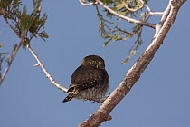 Mountain Pygmy-Owl (Glaucidium gnoma), Fresno County, California