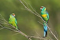 Mallee Ringneck (Barnardius zonarius barnardi) pair, Victoria, Australia