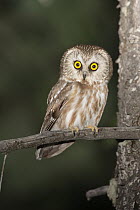 Northern Saw-whet Owl (Aegolius acadicus), Idaho