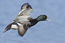 Lesser Scaup (Aythya affinis) male flying, British Columbia, Canada