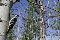 Hairy Woodpecker (Picoides villosus), British Columbia, Canada