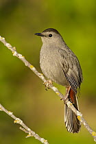 Gray Catbird (Dumetella carolinensis), Manitoba, Canada