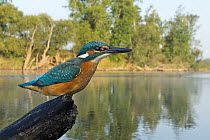 Common Kingfisher (Alcedo atthis), Saxony-Anhalt, Germany
