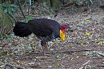 Australian Brush Turkey (Alectura lathami), Queensland, Australia