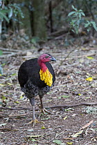 Australian Brush Turkey (Alectura lathami), Queensland, Australia