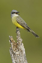 Tropical Kingbird (Tyrannus melancholicus) calling, Texas