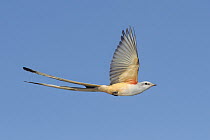 Scissor-tailed Flycatcher (Tyrannus forficatus) male, Texas