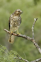 Red-shouldered Hawk (Buteo lineatus), Texas