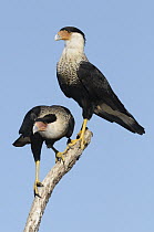 Northern Caracara (Caracara cheriway) pair, Texas