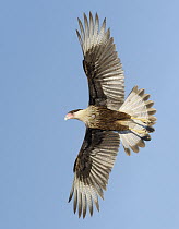 Northern Caracara (Caracara cheriway) flying, Texas