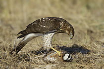 Cooper's Hawk (Accipiter cooperii) with bird prey, Texas