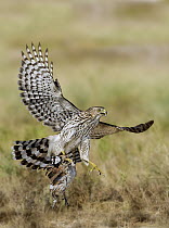 Cooper's Hawk (Accipiter cooperii) flying with prey, Texas