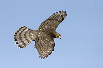 Cooper's Hawk (Accipiter cooperii), Texas