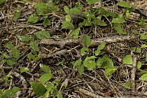 Pauraque (Nyctidromus albicollis), Texas