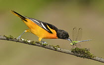 Baltimore Oriole (Icterus galbula) male with dragonfly prey, Texas