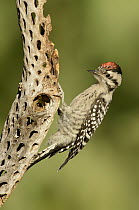 Ladder-backed Woodpecker (Picoides scalaris), Arizona