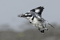 Pied Kingfisher (Ceryle rudis) flying with fish prey, Gambia