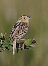 Le Conte's Sparrow (Ammodramus leconteii), North Dakota