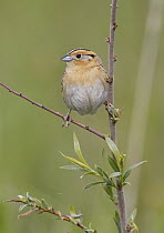 Le Conte's Sparrow (Ammodramus leconteii), North Dakota