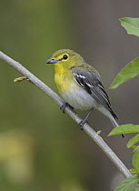 Yellow-throated Vireo (Vireo flavifrons), Ohio