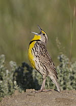 Western Meadowlark (Sturnella neglecta) male singing, Montana