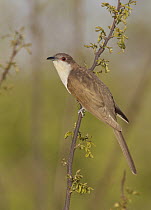 Black-billed Cuckoo (Coccyzus erythropthalmus), Ohio