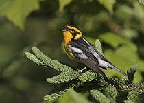 Blackburnian Warbler (Setophaga fusca) singing male, Maine