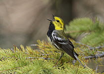 Black-throated Green Warbler (Setophaga virens) singing male, Michigan
