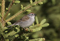 Chipping Sparrow (Spizella passerina), Michigan