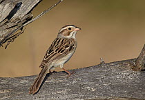 Clay-colored Sparrow (Spizella pallida), Michigan