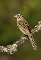Clay-colored Sparrow (Spizella pallida), Wisconsin
