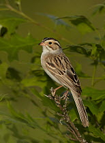 Clay-colored Sparrow (Spizella pallida), Wisconsin